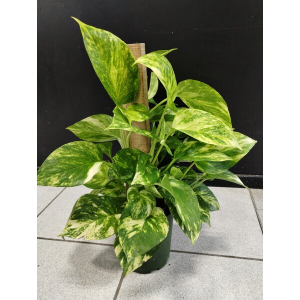 6" Totem Pothos