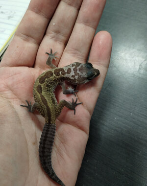  Murphy Patternless Leopard Gecko