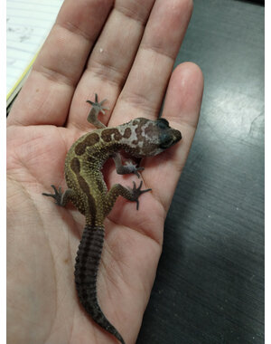  Murphy Patternless Leopard Gecko