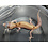 RAPTOR Leopard Gecko