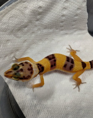 Tangerine Leopard Gecko