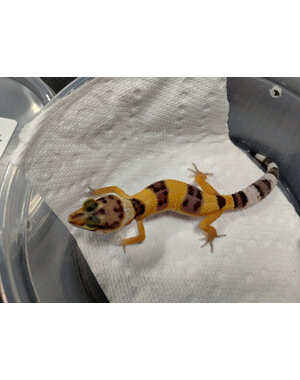  Tangerine Leopard Gecko