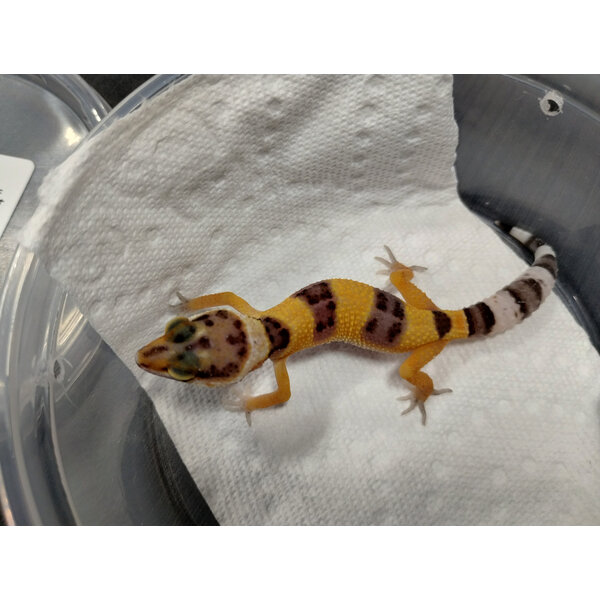 Tangerine Leopard Gecko