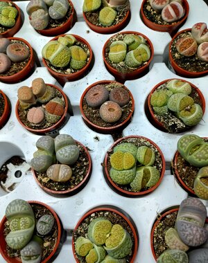 1.5" Assorted Living Stone