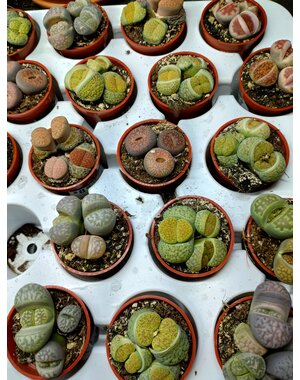  1.5" Assorted Living Stone