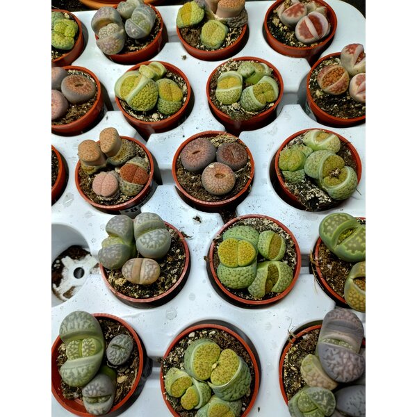 1.5" Assorted Living Stone