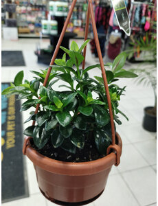  4" Assorted Tropical Hanging Basket