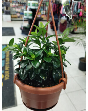 4" Assorted Tropical Hanging Basket