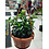 4" Assorted Tropical Hanging Basket