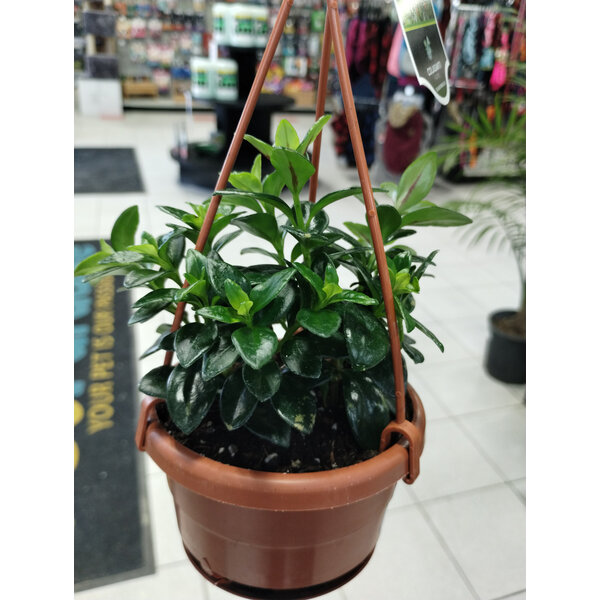 4" Assorted Tropical Hanging Basket