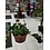 4" Assorted Tropical Hanging Basket