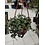 4" Assorted Tropical Hanging Basket
