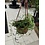 4" Assorted Tropical Hanging Basket