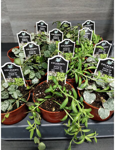  2.5" Assorted String Plant