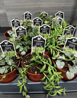  2.5" Assorted String Plant