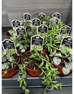  2.5" Assorted String Plant