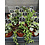 2.5" Assorted String Plant