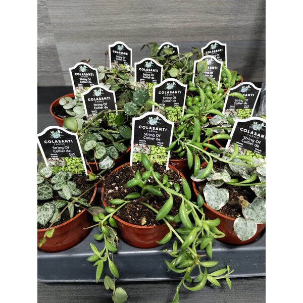 2.5" Assorted String Plant