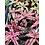 2.5" Cryptanthus Assorted (Bromeliad)
