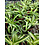 2.5"  Spider Plant, Bonnie Curly