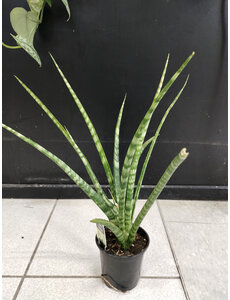  4" Sensevieria Fernwood Natural shape