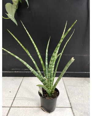  4" Sensevieria Fernwood Natural shape