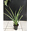 4" Sensevieria Fernwood Natural shape