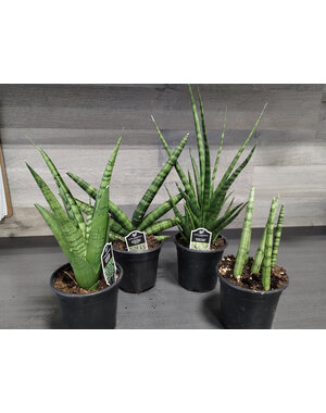  4" Sensevieria Premium Assorted