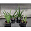 4" Sensevieria Premium Assorted