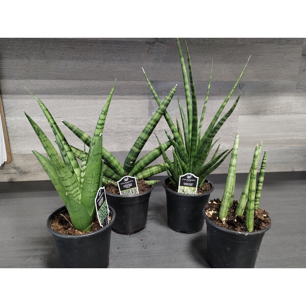 4" Sensevieria Premium Assorted
