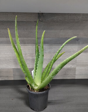  4" Aloe Vera