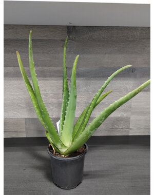  4" Aloe Vera
