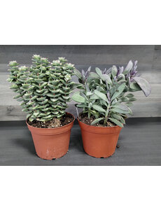  6" Assorted Succulent