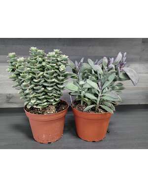  6" Assorted Succulent