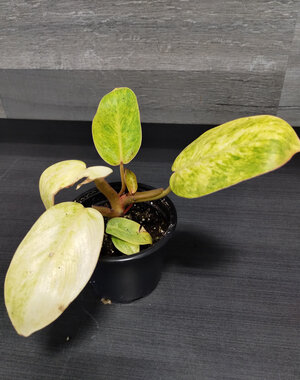 3.5" Philodendron Paraiso Verde