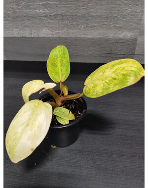  3.5" Philodendron Paraiso Verde