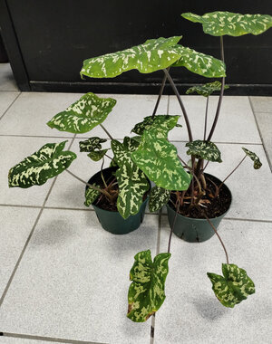  6" Alocasia Hilo Beauty