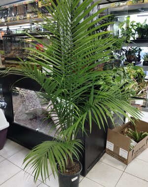  10" Majesty Palm