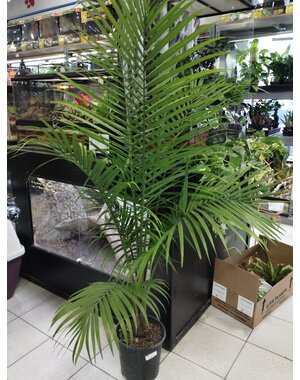  10" Majesty Palm