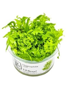 Tropica Tropica 1-2-Grow! Hygrophila odora