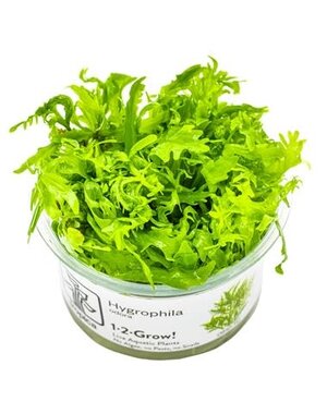 Tropica Tropica 1-2-Grow! Hygrophila odora