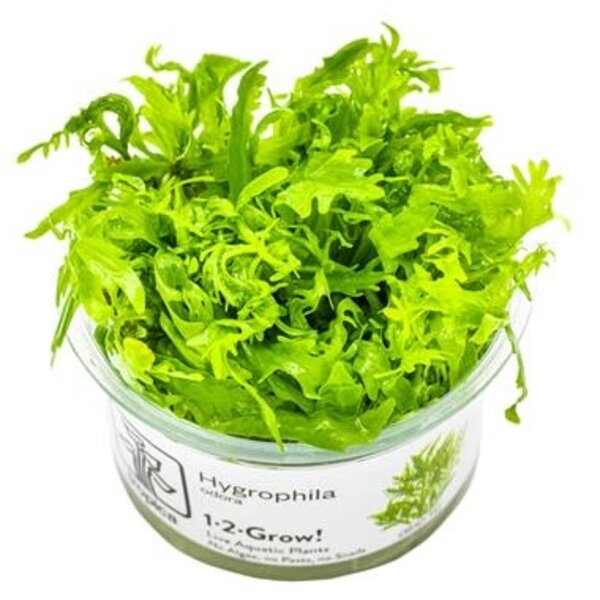 Tropica Tropica 1-2-Grow! Hygrophila odora