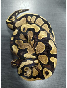  1.0 Fire Arroyo PH Pied Ball Python