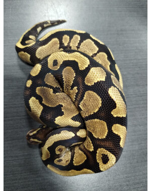  1.0 Fire Arroyo PH Pied Ball Python