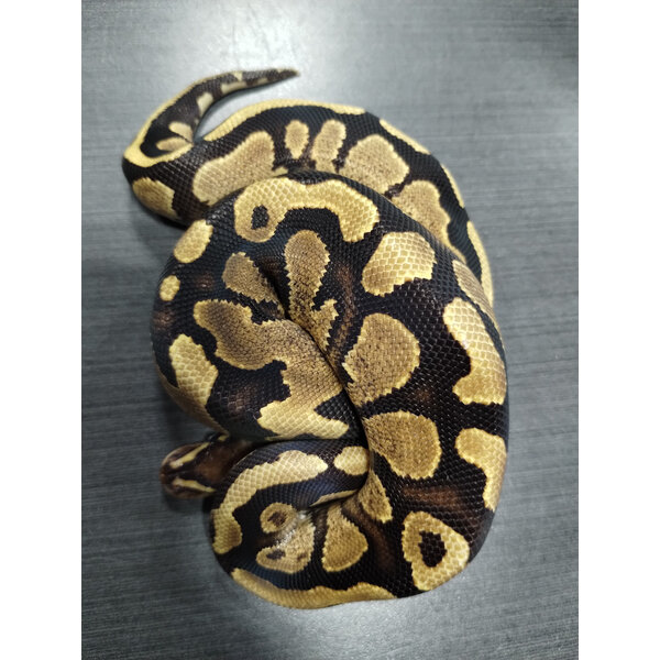 1.0 Fire Arroyo PH Pied Ball Python