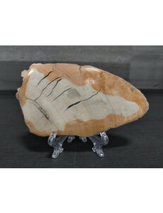  Petrified Wood