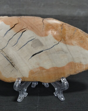  Petrified Wood