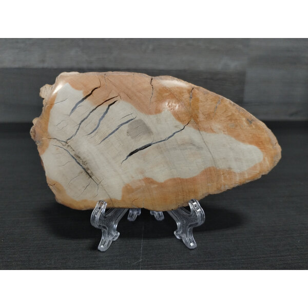 Petrified Wood