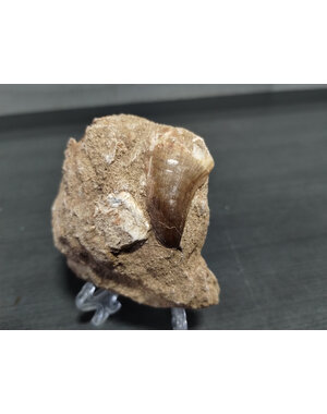  Mosasaurus Tooth