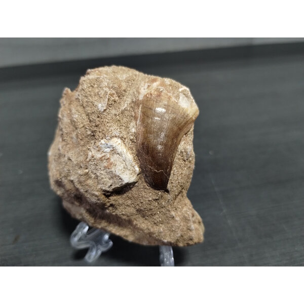 Mosasaurus Tooth